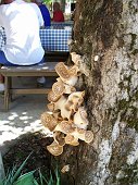 17 Strani funghi arborei